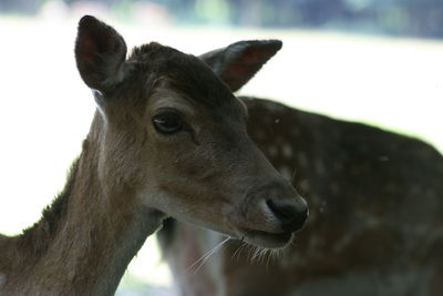 Close-up of deer