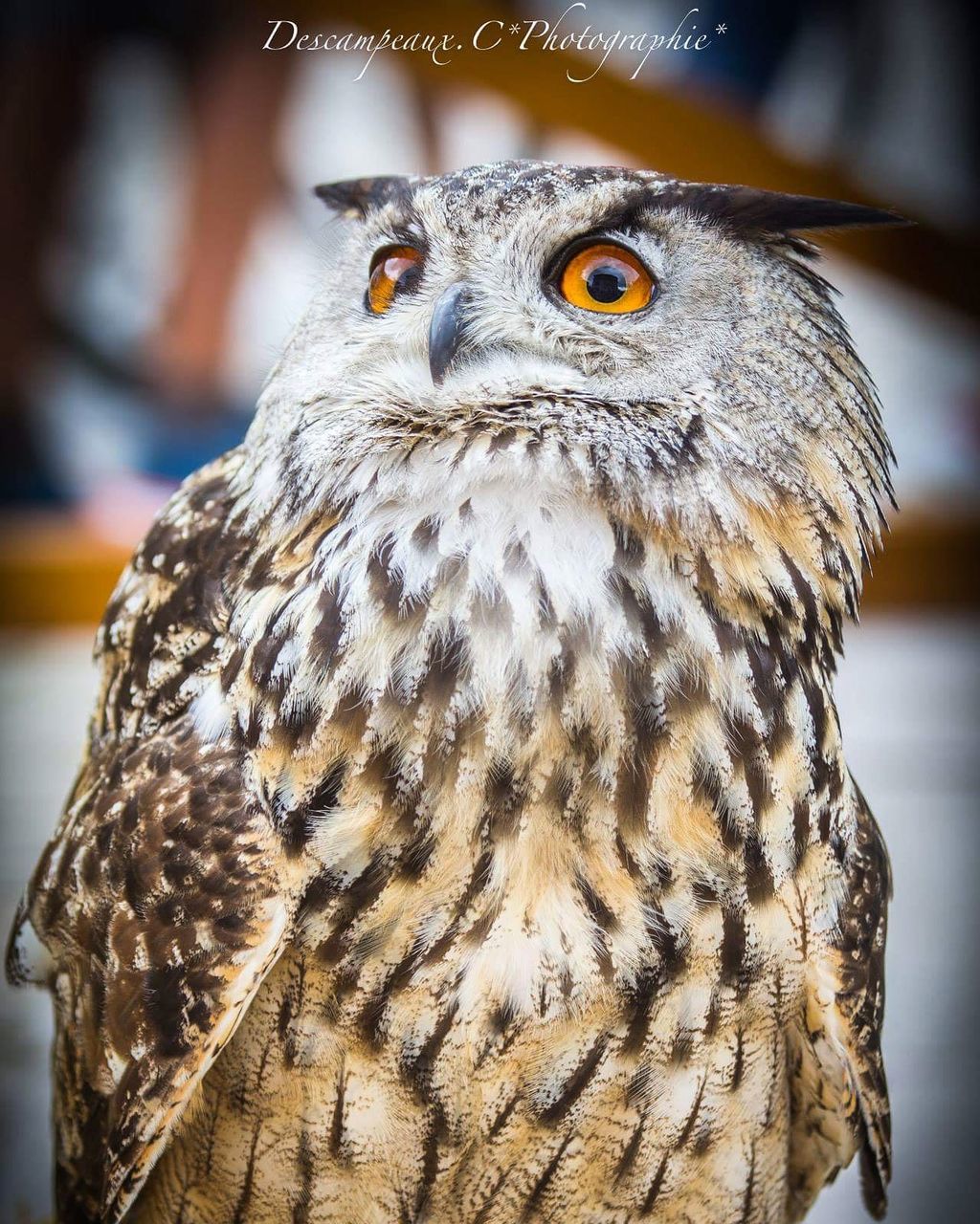 bird, animals in the wild, animal wildlife, one animal, close-up, bird of prey, animal themes, focus on foreground, looking at camera, portrait, beak, no people, owl, day, nature, outdoors, perching