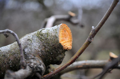 Close-up of mushroom growing on tree