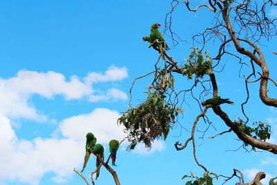 Low angle view of boy tree against blue sky