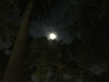 Low angle view of trees against sky at night