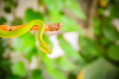 Close-up of lizard on leaf