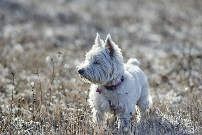 West highland white terrier on field