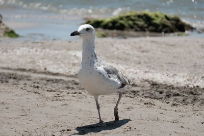 Close-up of seagull on sand