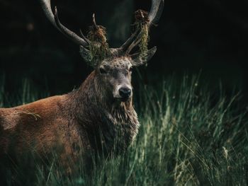 Portrait of deer