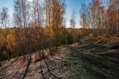 Trees growing in forest during autumn