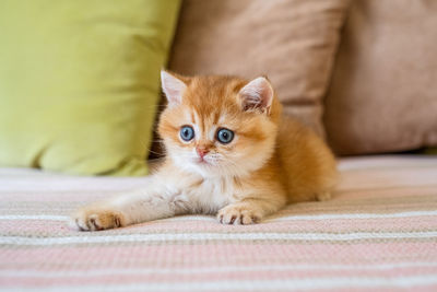 Portrait of cat lying on floor