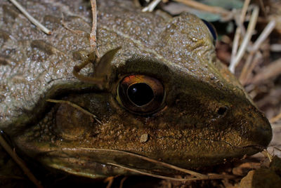 Close-up of frog