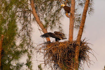 Low angle view of birds in nest