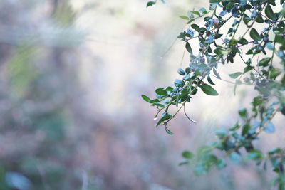 Close-up of plant against blurred background