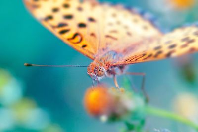 Close-up of butterfly on leaf