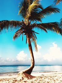 Palm tree by sea against sky