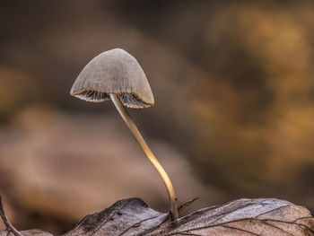 Close-up of mushroom on field