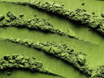 High angle view of plants