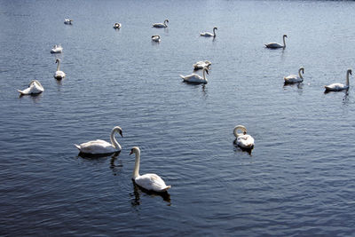 Swans floating on the river barrow
