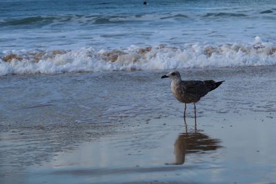 Seagull perching on a beach