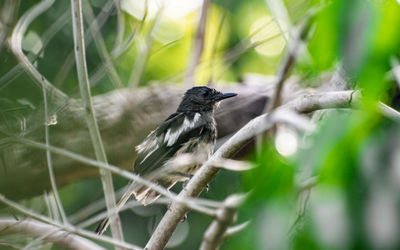 Bird perching on a branch