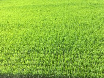 Full frame shot of rice field
