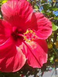 Close-up of pink hibiscus blooming outdoors