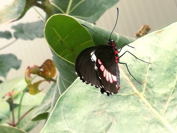 Close-up of butterfly on plant