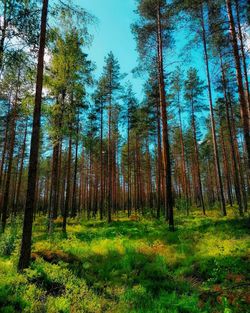 Low angle view of pine trees in forest
