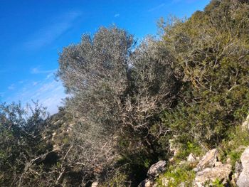 Low angle view of trees against blue sky