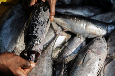 High angle view of man working at fish