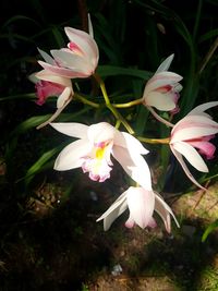 Close-up of pink flowering plants on field