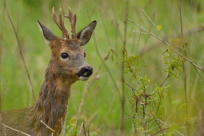 Roe deer on field