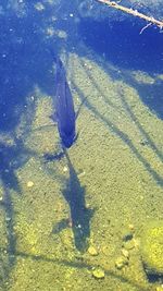 High angle view of shadow on ground