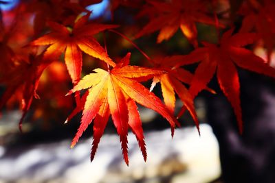 Close-up of red maple leaves