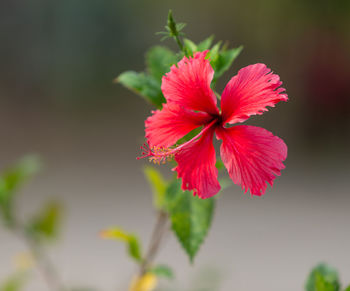 Close-up of red hibiscus flower