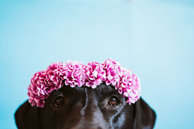 Close-up of black dog against pink background