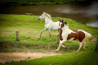 Horses on field