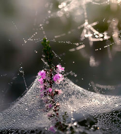 Water drops on purple flowering plant