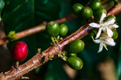 Close-up of berries growing on tree