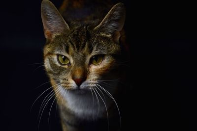 Close-up portrait of a cat over black background