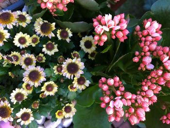 High angle view of flowering plants