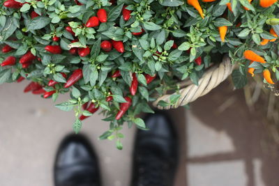 Close-up of plants