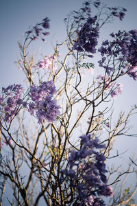 Low angle view of cherry blossoms against sky