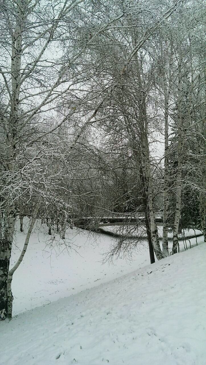 tree, winter, snow, cold temperature, tranquility, bare tree, tranquil scene, season, weather, branch, nature, beauty in nature, scenics, tree trunk, landscape, covering, forest, non-urban scene, day, white color