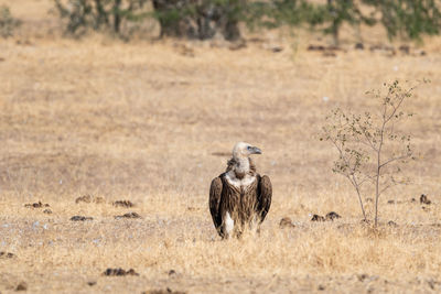 View of a bird on land