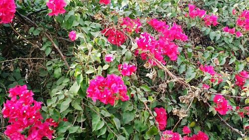 Close-up of pink flowers