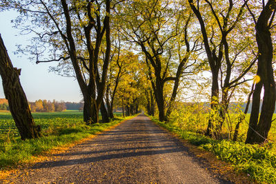 Road amidst trees during autumn