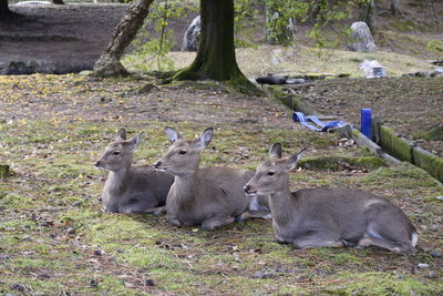 View of deer relaxing on field