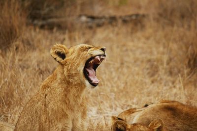 Lioness yawning on field
