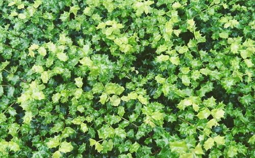 Full frame shot of leaves