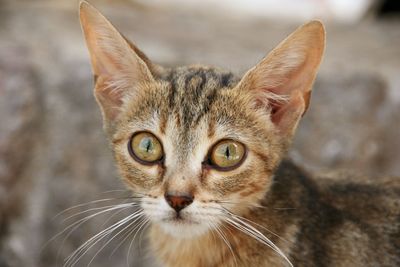 Close-up of tabby cat