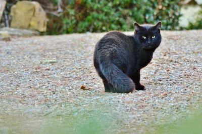 Portrait of cat sitting outdoors