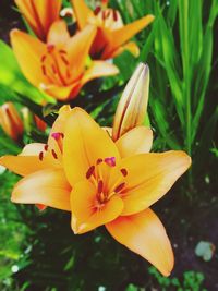 Close-up of yellow flower
